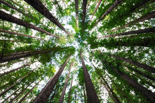 2.000 árboles para compensar 600 toneladas de dióxido de carbono