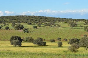 Estudio de TecniTasa:  Las fincas rústicas resisten la crisis y mantienen sus precios casi inalterables en la mayoría de las provincias de España