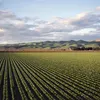 El capital institucional representa ya el 50% de la inversión en agribusiness en la península ibérica